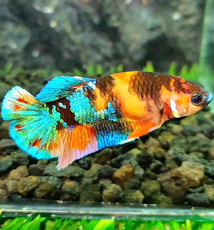 FEMALE PLAKAT GALAXY MULTICOLOR BETTA FISH