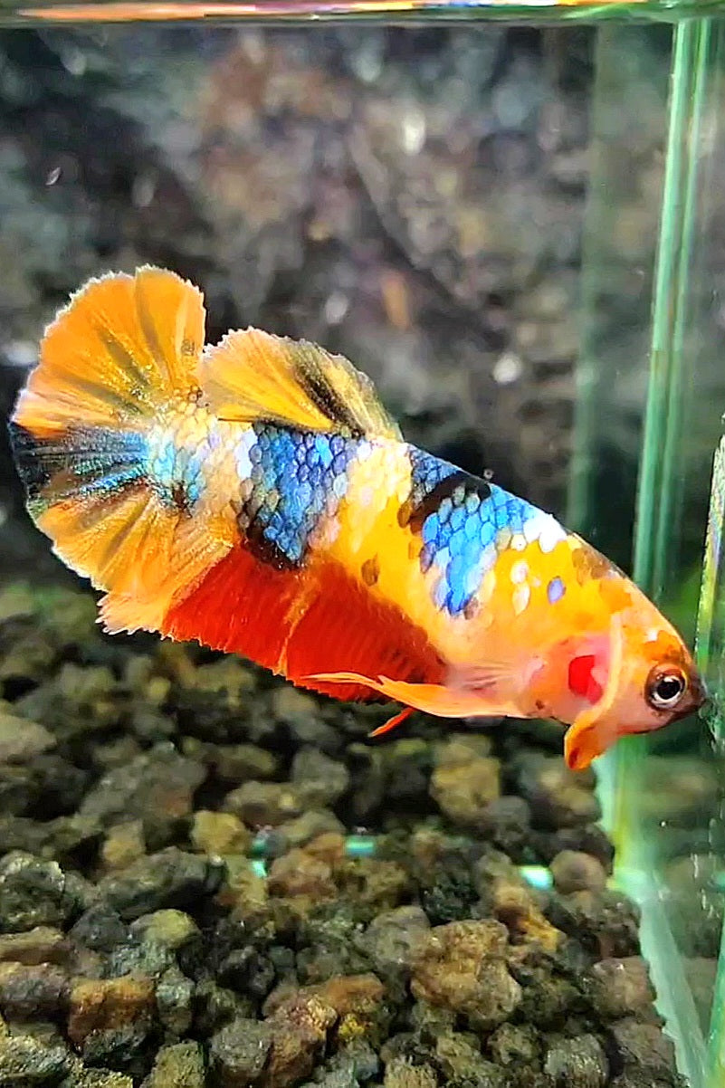 FEMALE PLAKAT YELLOW GALAXY MULTICOLOR BETTA FISH
