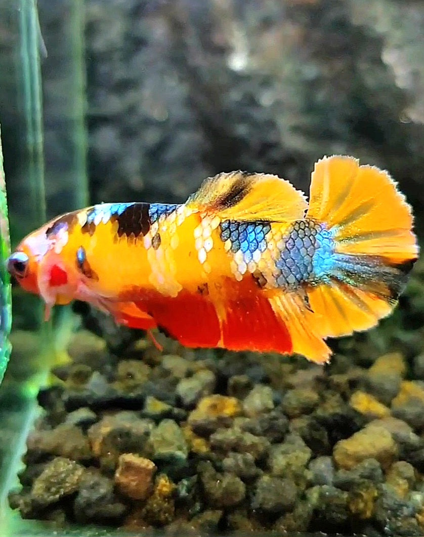 FEMALE PLAKAT YELLOW GALAXY MULTICOLOR BETTA FISH