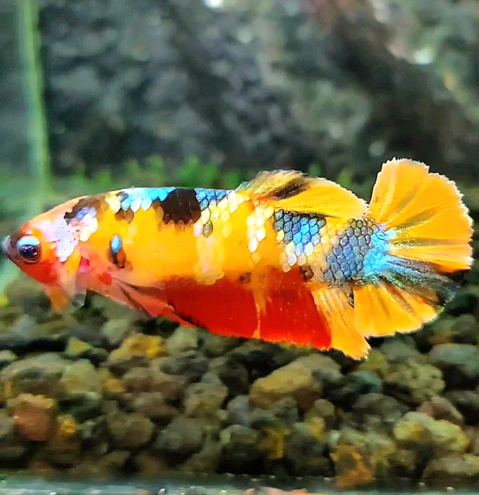 FEMALE PLAKAT YELLOW GALAXY MULTICOLOR BETTA FISH