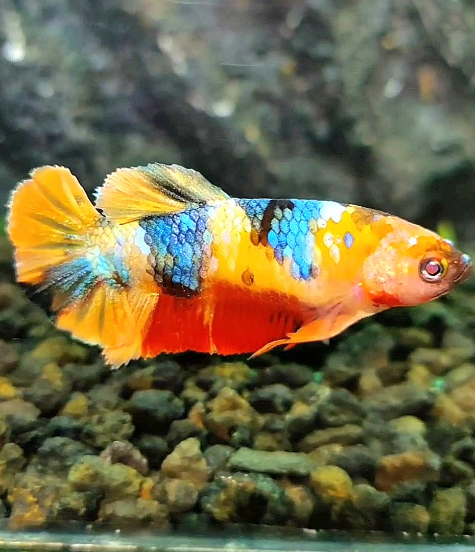 FEMALE PLAKAT YELLOW GALAXY MULTICOLOR BETTA FISH