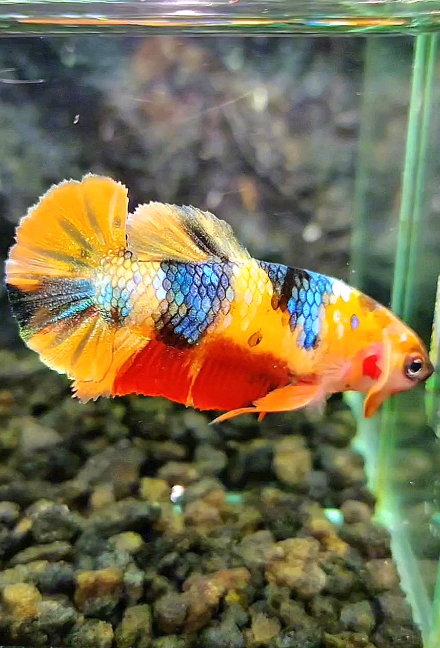FEMALE PLAKAT YELLOW GALAXY MULTICOLOR BETTA FISH