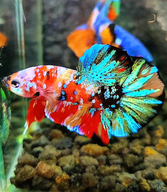 PLAKAT GALAXY MULTICOLOR BETTA FISH