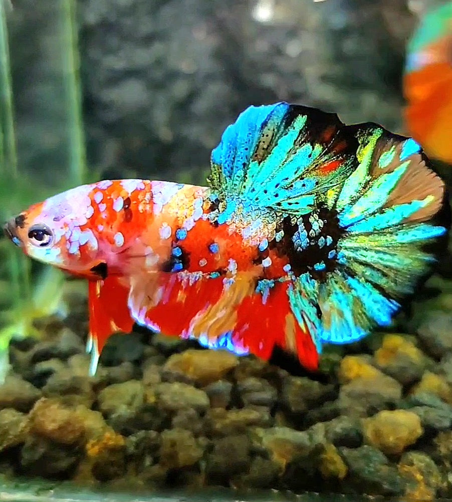 PLAKAT GALAXY MULTICOLOR BETTA FISH