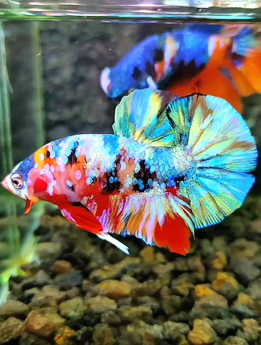 PLAKAT GALAXY MULTICOLOR BETTA FISH