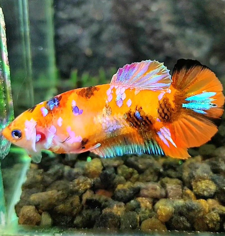 FEMALE PLAKAT ORANGE PINK GALAXY MULTICOLOR BETTA FISH