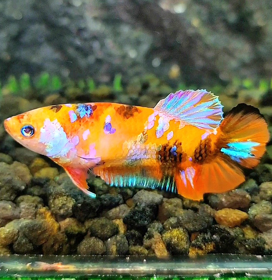 FEMALE PLAKAT ORANGE PINK GALAXY MULTICOLOR BETTA FISH