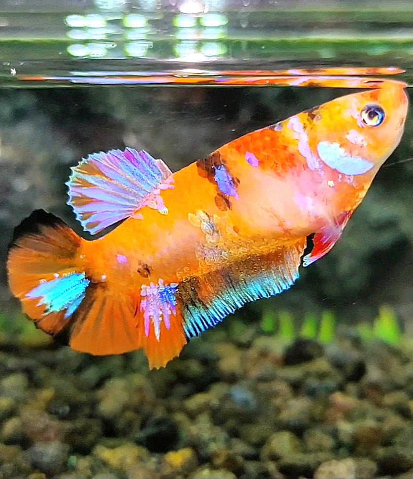 FEMALE PLAKAT ORANGE PINK GALAXY MULTICOLOR BETTA FISH