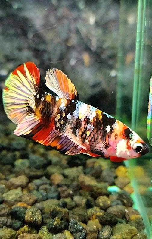 FEMALE PLAKAT ORANGE COPPER GALAXY MULTICOLOR BETTA FISH