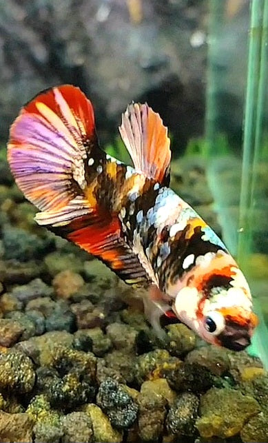 FEMALE PLAKAT ORANGE COPPER GALAXY MULTICOLOR BETTA FISH