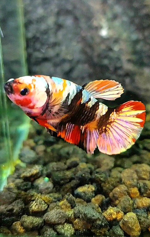 FEMALE PLAKAT ORANGE COPPER GALAXY MULTICOLOR BETTA FISH