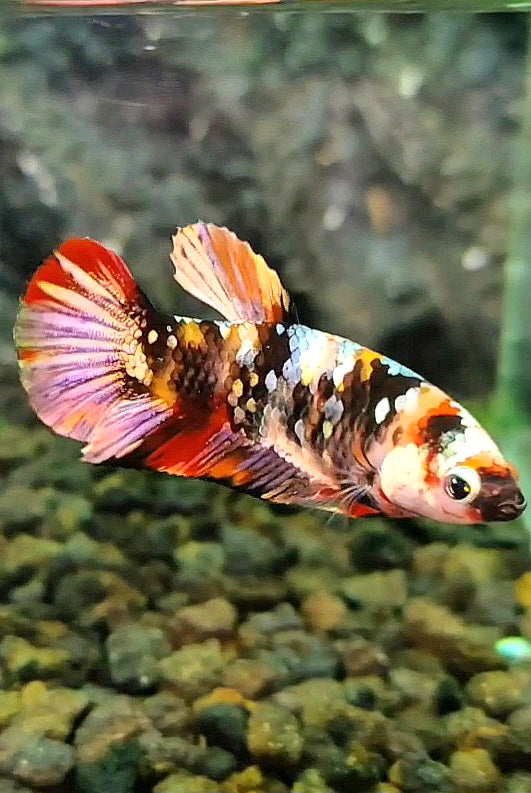 FEMALE PLAKAT ORANGE COPPER GALAXY MULTICOLOR BETTA FISH