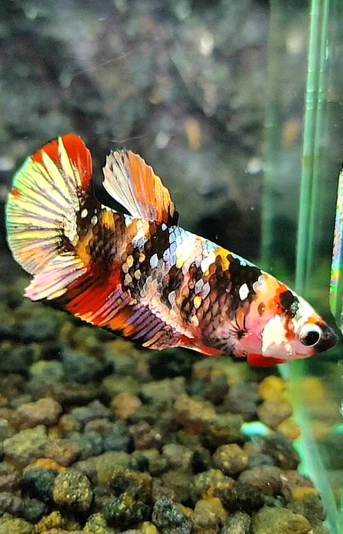 FEMALE PLAKAT ORANGE COPPER GALAXY MULTICOLOR BETTA FISH