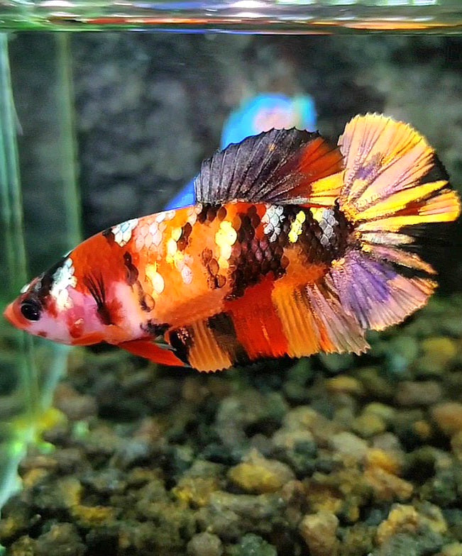 FEMALE PLAKAT ORANGE COPPER GALAXY MULTICOLOR BETTA FISH