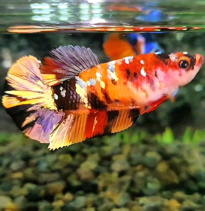 FEMALE PLAKAT ORANGE COPPER GALAXY MULTICOLOR BETTA FISH