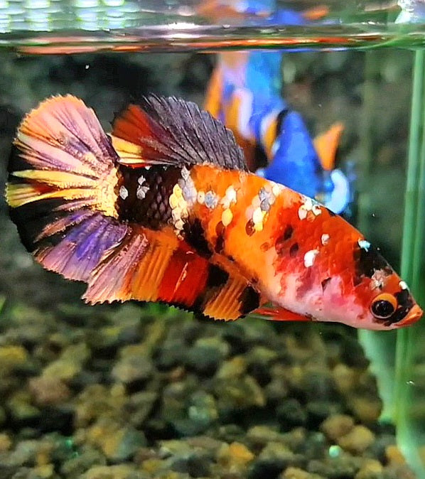 FEMALE PLAKAT ORANGE COPPER GALAXY MULTICOLOR BETTA FISH