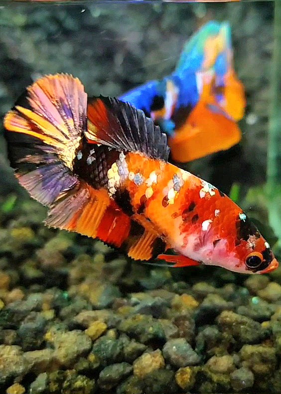 FEMALE PLAKAT ORANGE COPPER GALAXY MULTICOLOR BETTA FISH