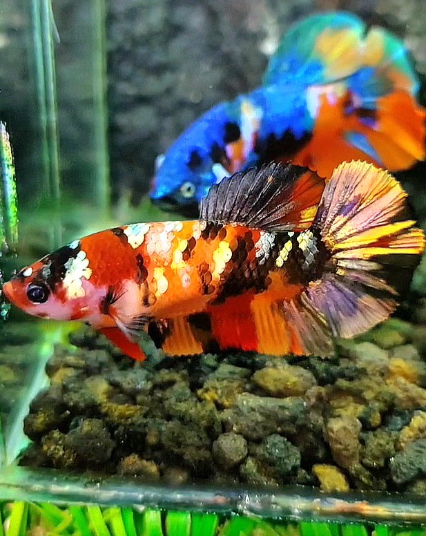 FEMALE PLAKAT ORANGE COPPER GALAXY MULTICOLOR BETTA FISH