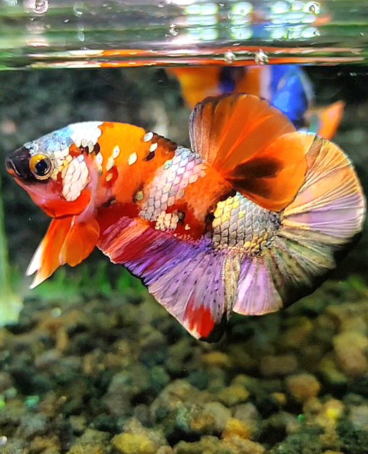 PLAKAT ORANGE COPPER GALAXY PATTERN MULTICOLOR BETTA FISH