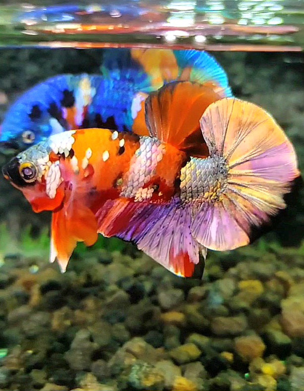 PLAKAT ORANGE COPPER GALAXY PATTERN MULTICOLOR BETTA FISH