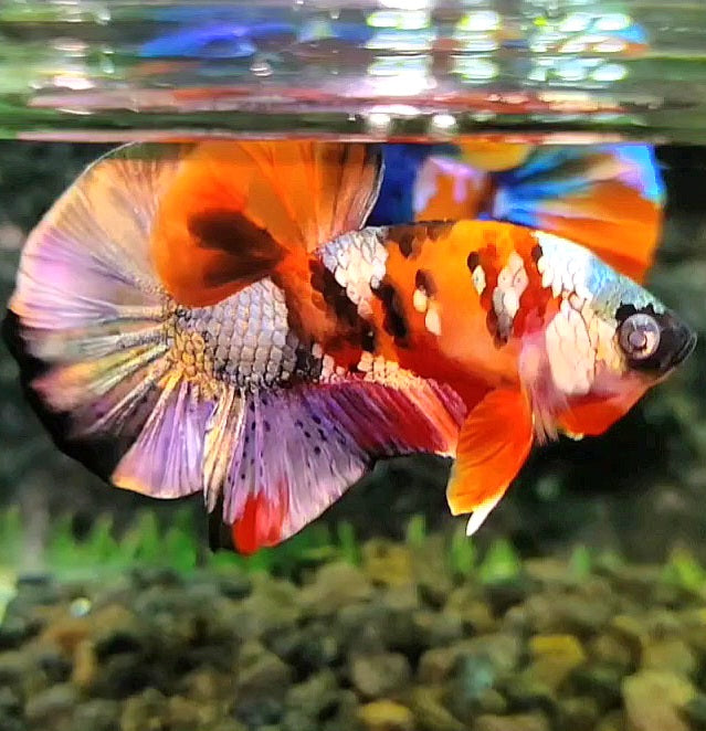 PLAKAT ORANGE COPPER GALAXY PATTERN MULTICOLOR BETTA FISH