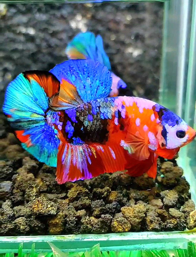 PLAKAT GALAXY MULTICOLOR BETTA FISH