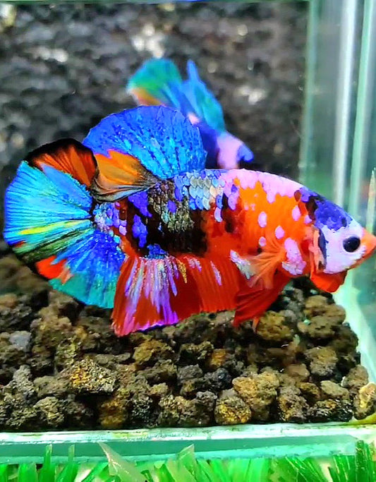 PLAKAT GALAXY MULTICOLOR BETTA FISH