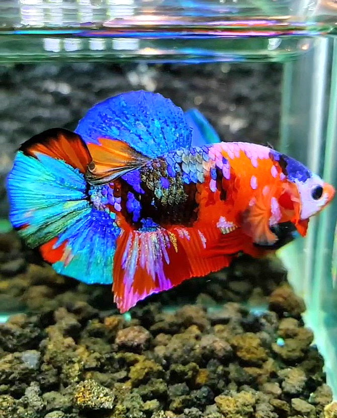 PLAKAT GALAXY MULTICOLOR BETTA FISH