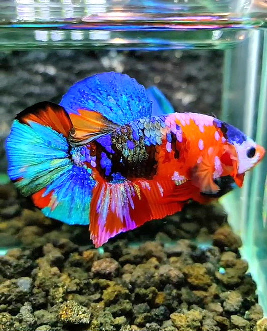 PLAKAT GALAXY MULTICOLOR BETTA FISH