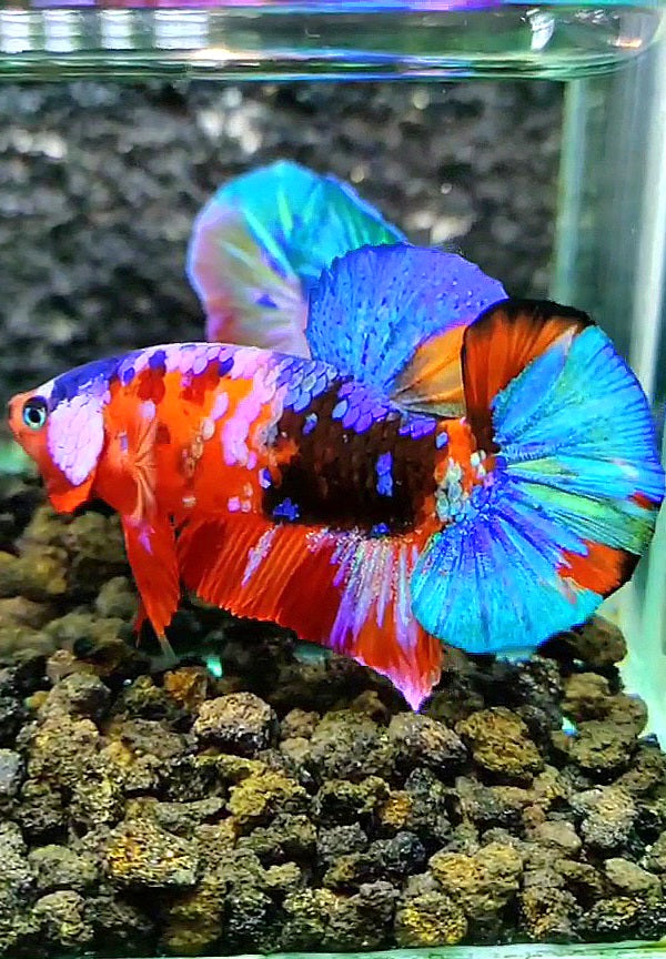 PLAKAT GALAXY MULTICOLOR BETTA FISH