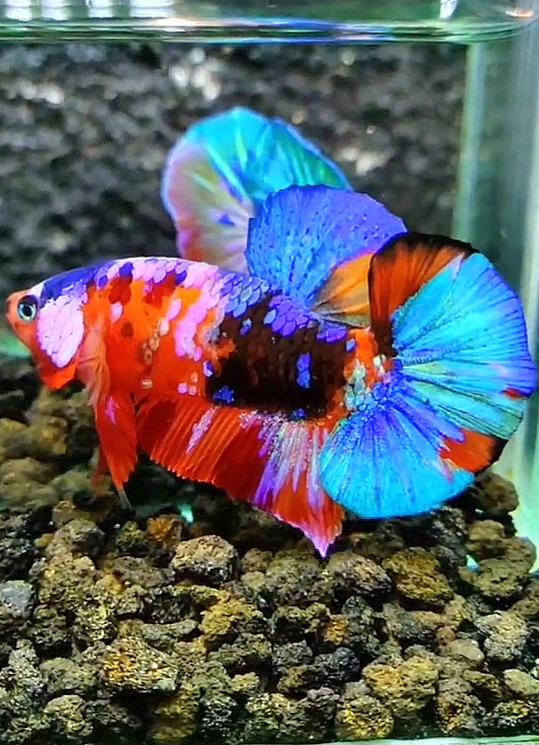 PLAKAT GALAXY MULTICOLOR BETTA FISH
