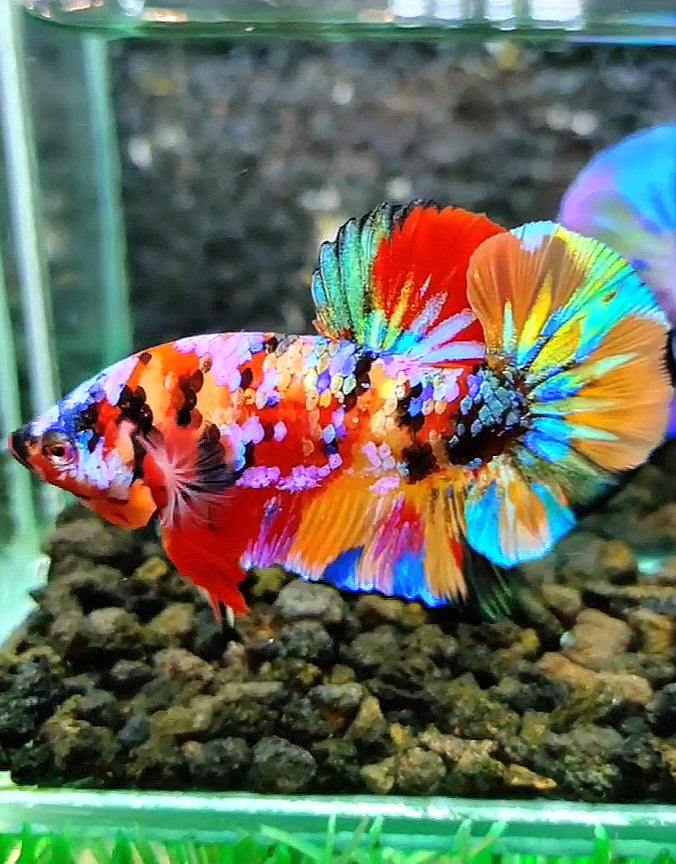 LUXURY PLAKAT RAINBOW GALAXY MULTICOLOR BETTA FISH