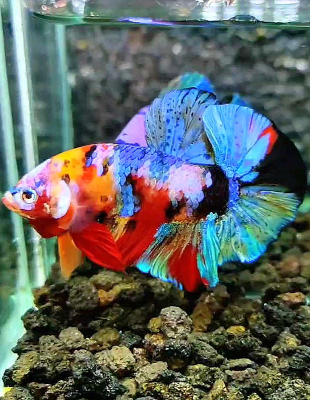 PLAKAT GALAXY MULTICOLOR BETTA FISH