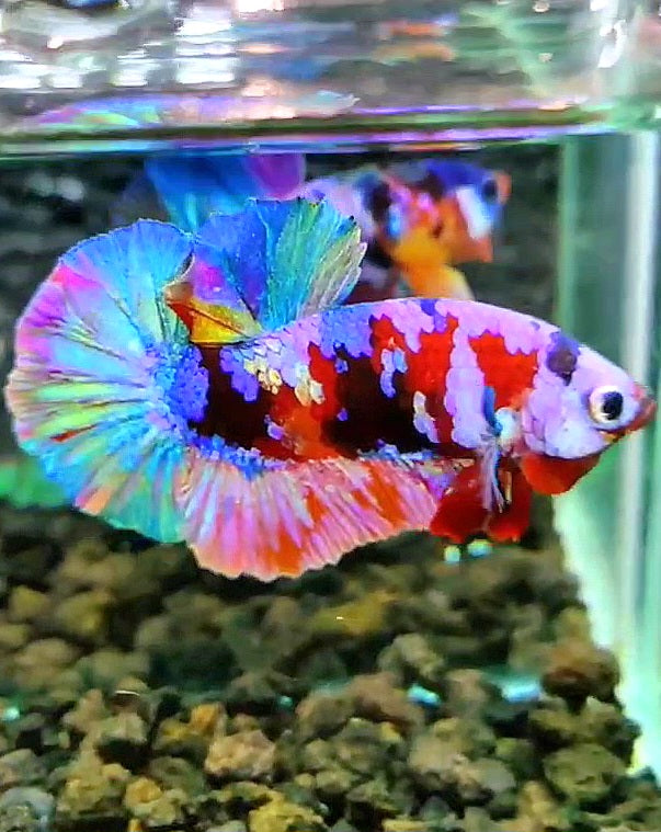 PLAKAT RAINBOW GALAXY MULTICOLOR BETTA FISH
