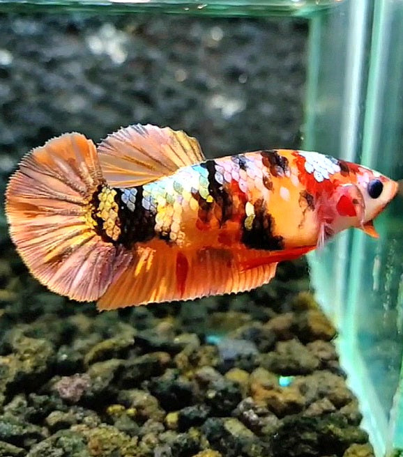 FEMALE PLAKAT ORANGE COPPER GALAXY MULTICOLOR BETTA FISH