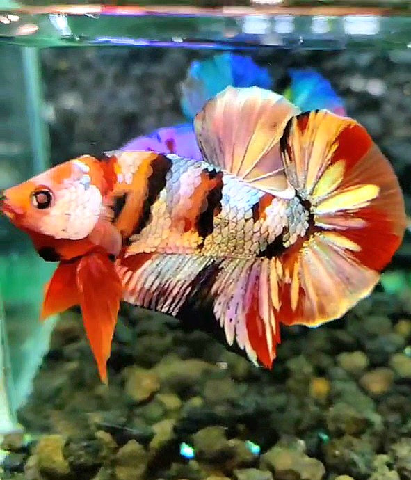 PLAKAT ORANGE COPPER GALAXY PATTERN MULTICOLOR BETTA FISH