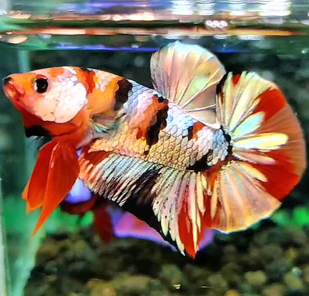 PLAKAT ORANGE COPPER GALAXY PATTERN MULTICOLOR BETTA FISH