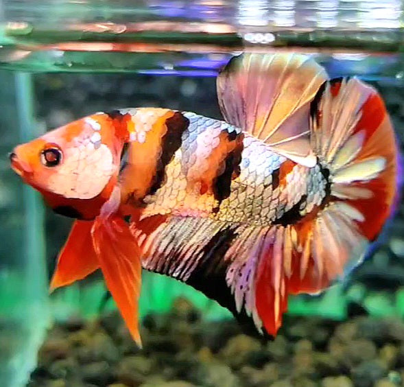 PLAKAT ORANGE COPPER GALAXY PATTERN MULTICOLOR BETTA FISH