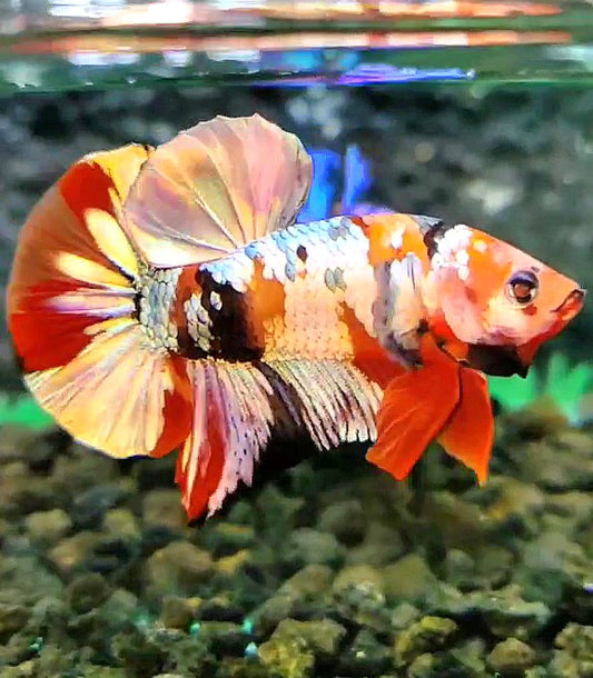 PLAKAT ORANGE COPPER GALAXY PATTERN MULTICOLOR BETTA FISH