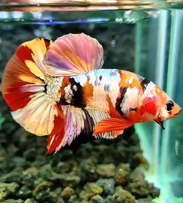 PLAKAT ORANGE COPPER GALAXY PATTERN MULTICOLOR BETTA FISH