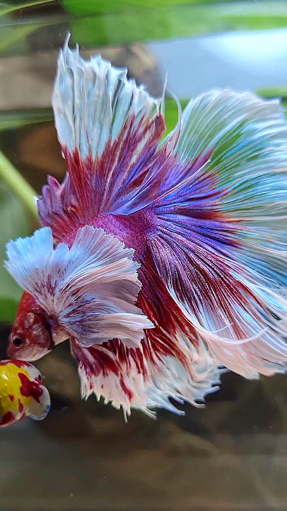 LUXURY XL HALFMOON SUPER DUMBO EAR ROSETAIL CURLY PURPLE BUTTERFLY BETTA FISH