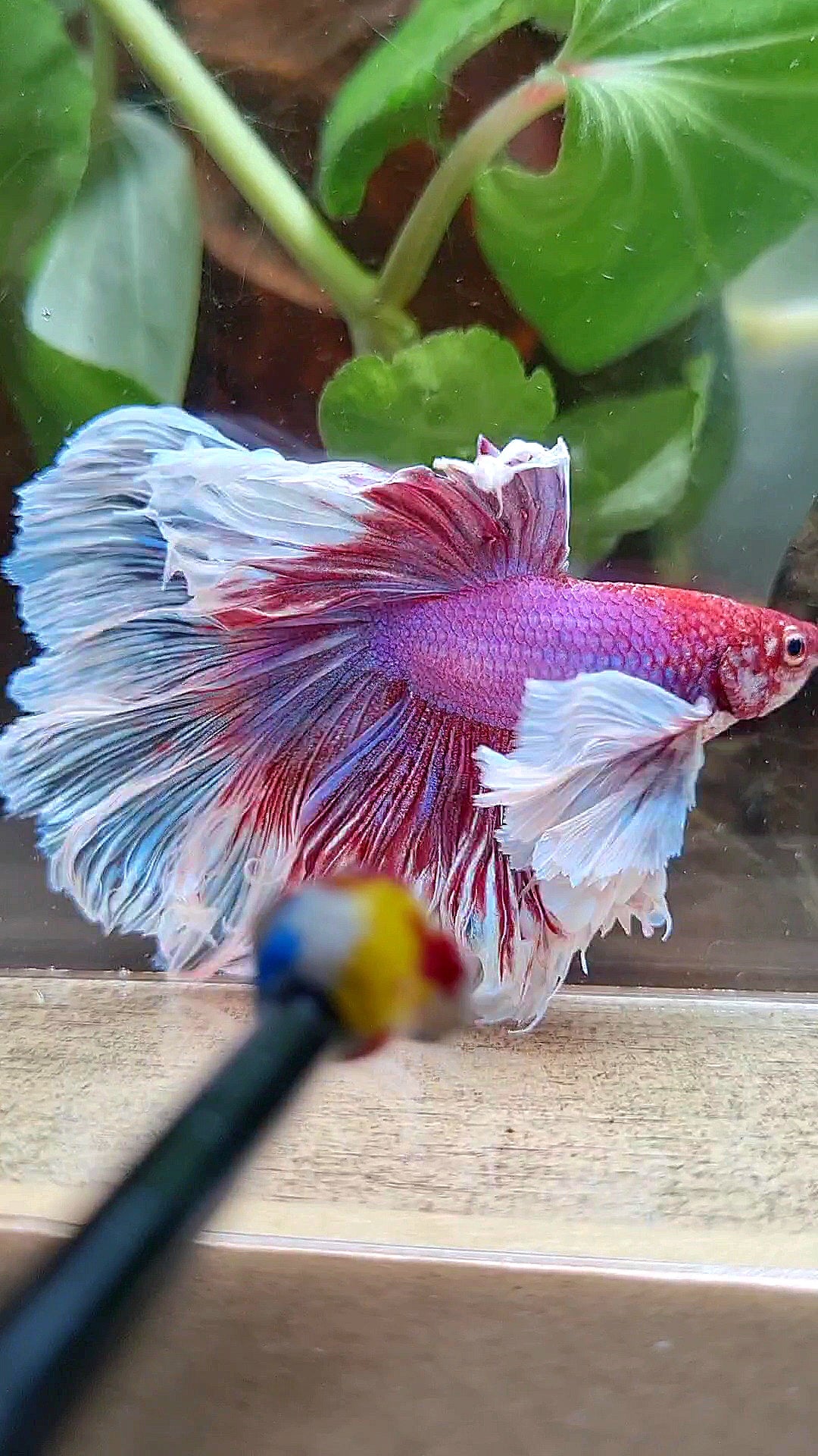 LUXURY XL HALFMOON SUPER DUMBO EAR ROSETAIL CURLY PURPLE BUTTERFLY BETTA FISH