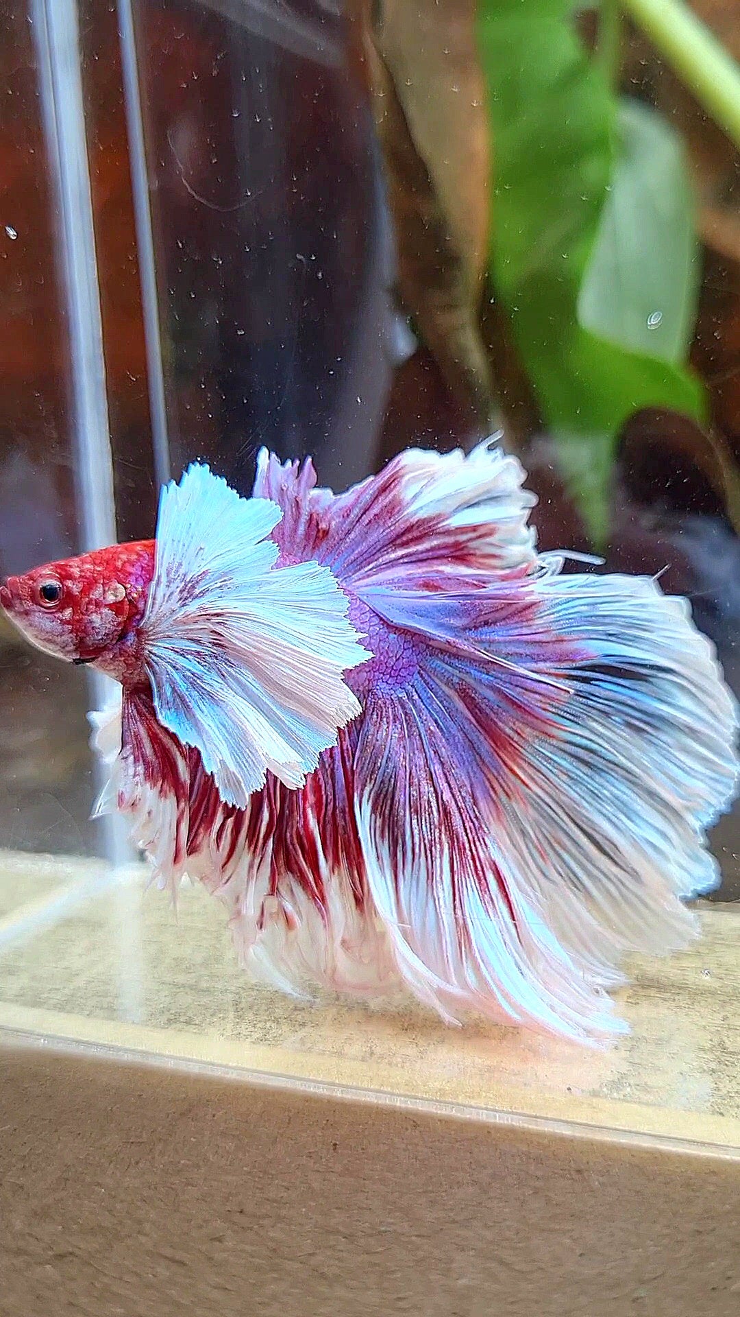 LUXURY XL HALFMOON SUPER DUMBO EAR ROSETAIL CURLY PURPLE BUTTERFLY BETTA FISH