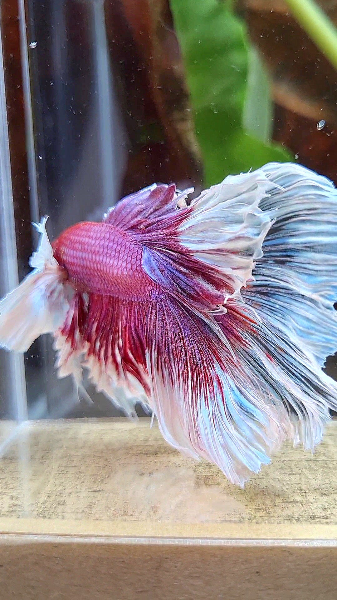 LUXURY XL HALFMOON SUPER DUMBO EAR ROSETAIL CURLY PURPLE BUTTERFLY BETTA FISH