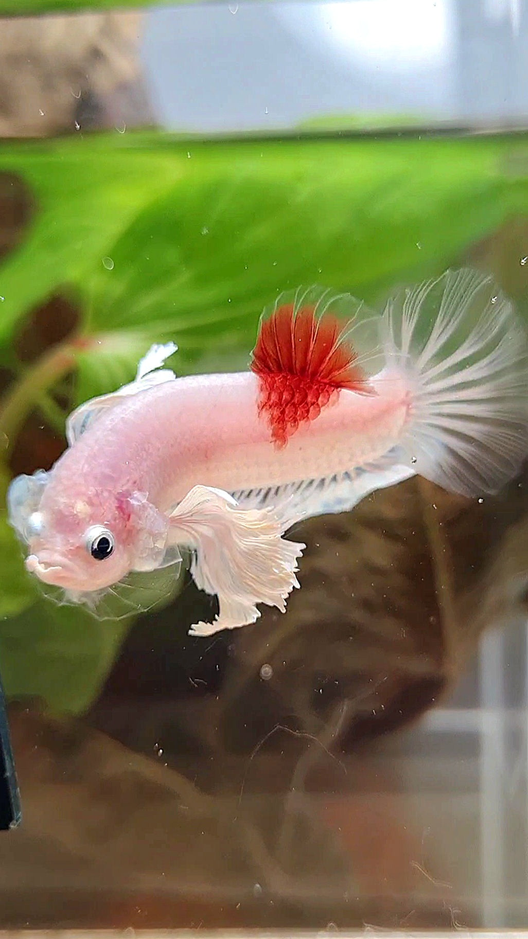 PLAKAT DUMBO EAR KOI TANCHO CELLOPHANE BETTA FISH