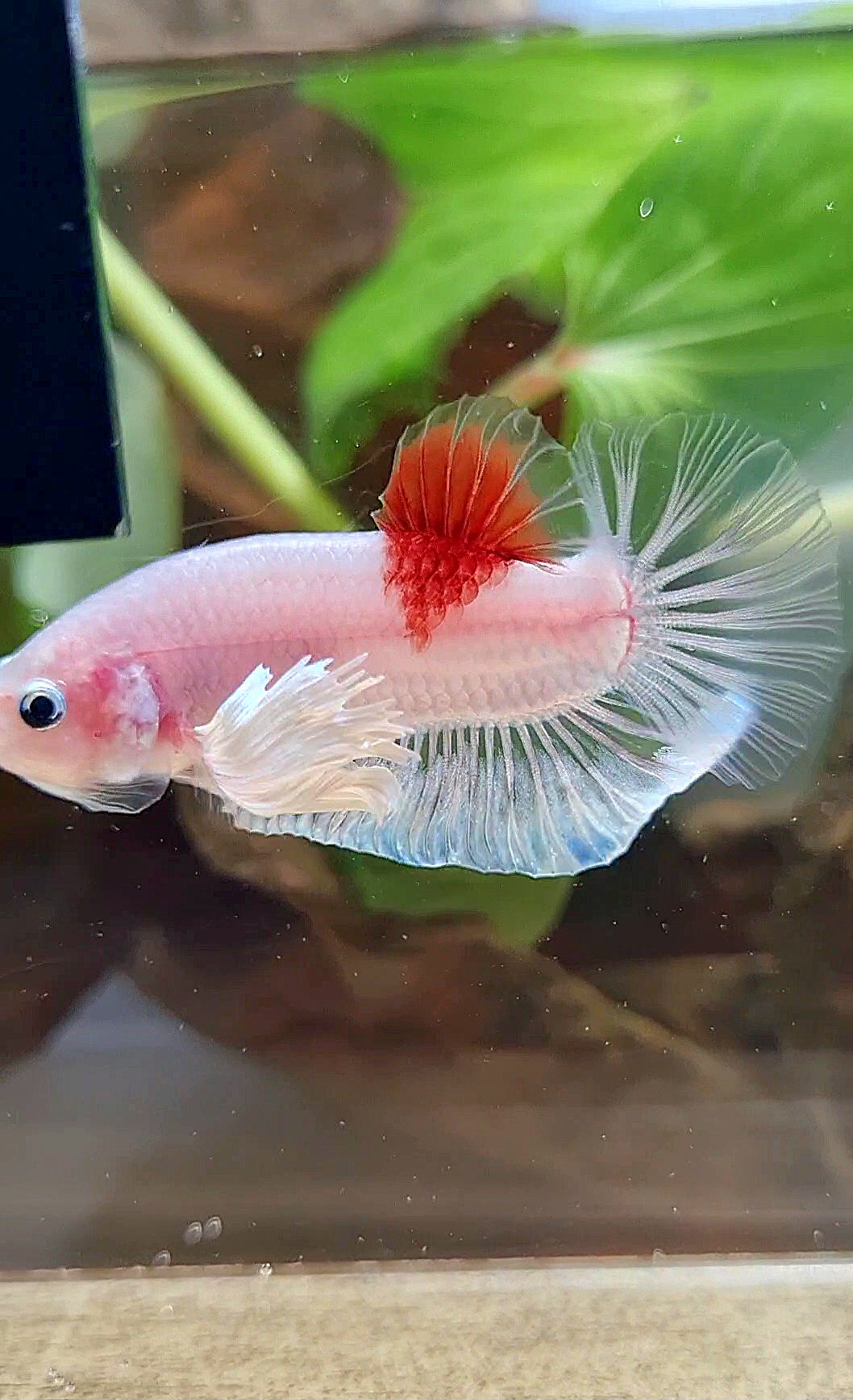PLAKAT DUMBO EAR KOI TANCHO CELLOPHANE BETTA FISH