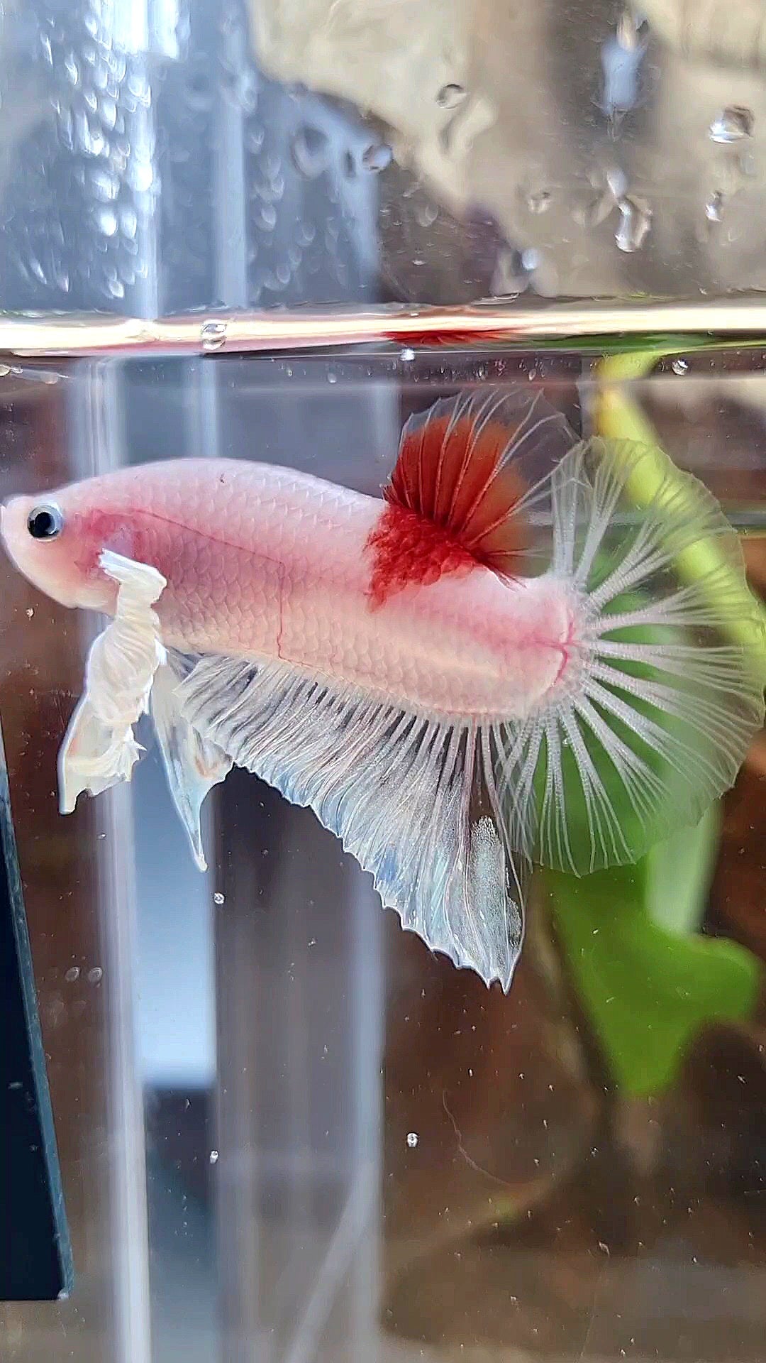 PLAKAT DUMBO EAR KOI TANCHO CELLOPHANE BETTA FISH