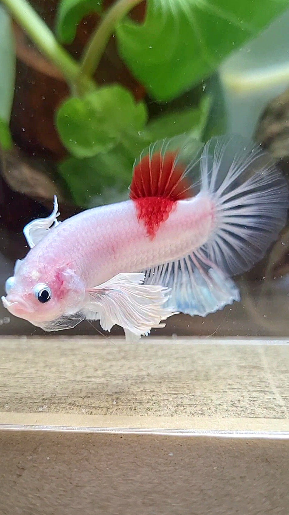 PLAKAT DUMBO EAR KOI TANCHO CELLOPHANE BETTA FISH