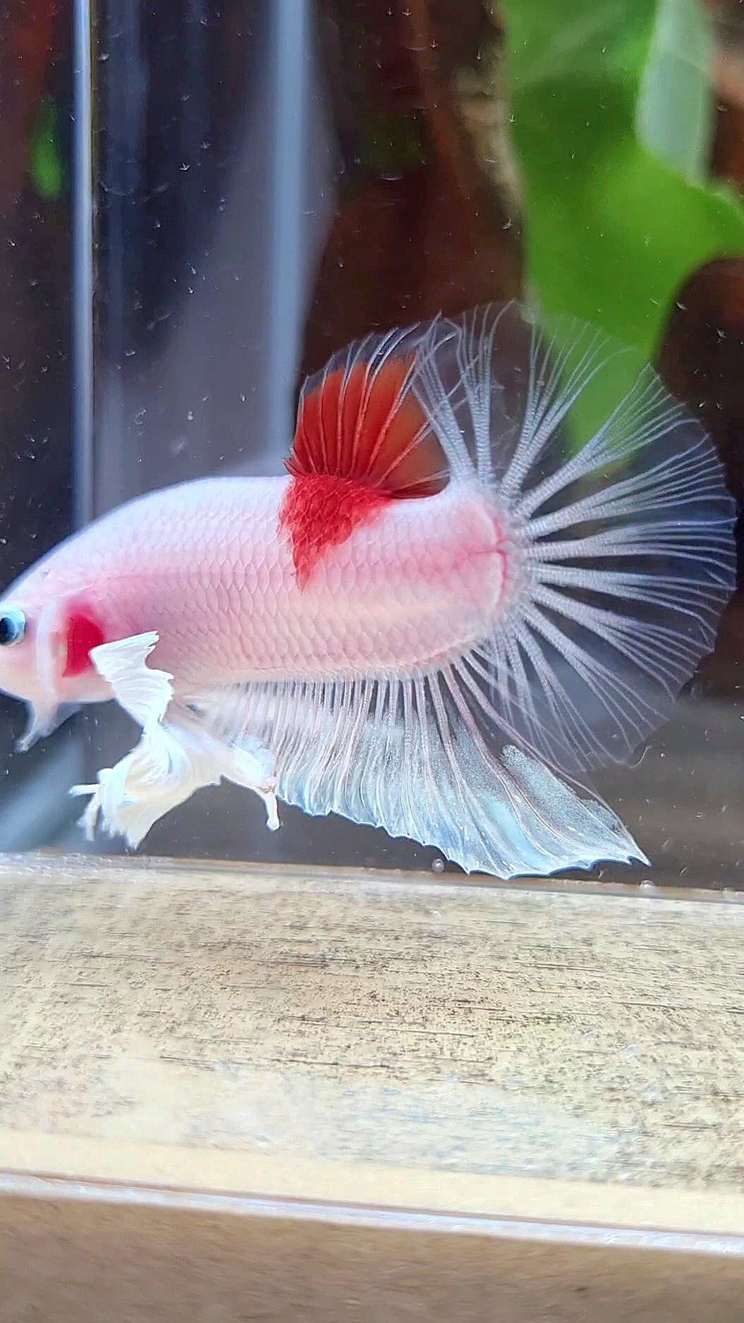 PLAKAT DUMBO EAR KOI TANCHO CELLOPHANE BETTA FISH