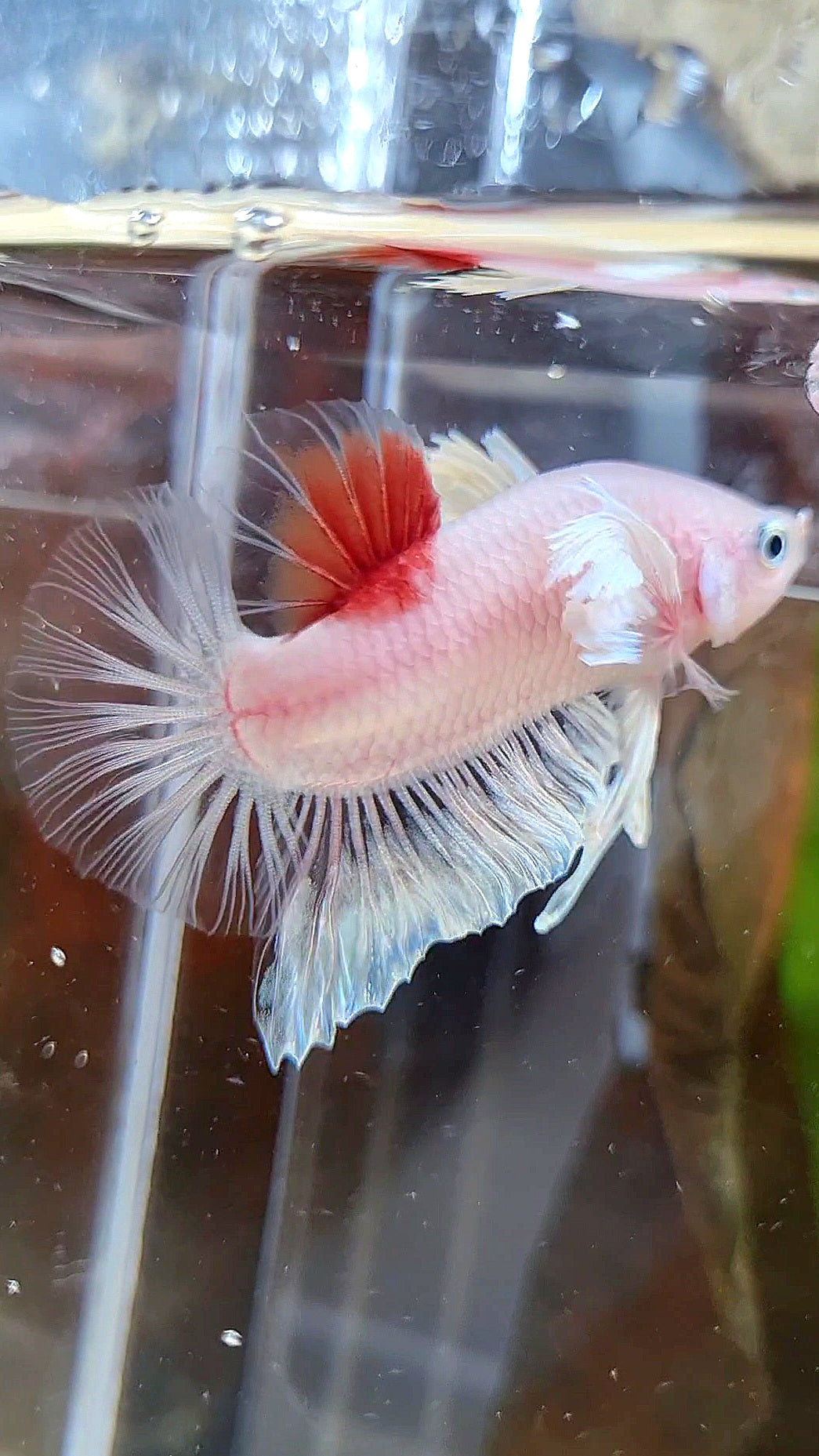 PLAKAT DUMBO EAR KOI TANCHO CELLOPHANE BETTA FISH